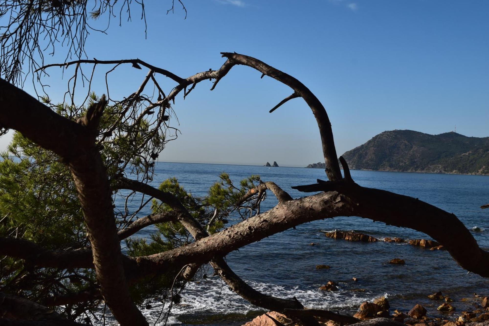 T2 Climatise A 500M De La Plage Sur La Presqu'Ile De Saint Mandrier Sur Mer Dış mekan fotoğraf